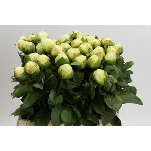 Paeonia Lemon Chiffon