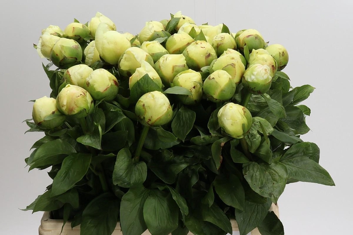 <h4>Paeonia Lemon Chiffon</h4>