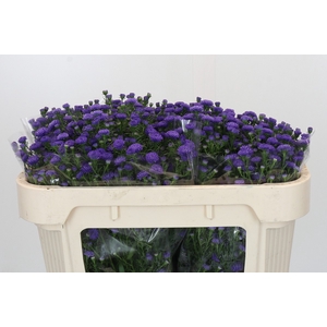 Aster Baby Parade
