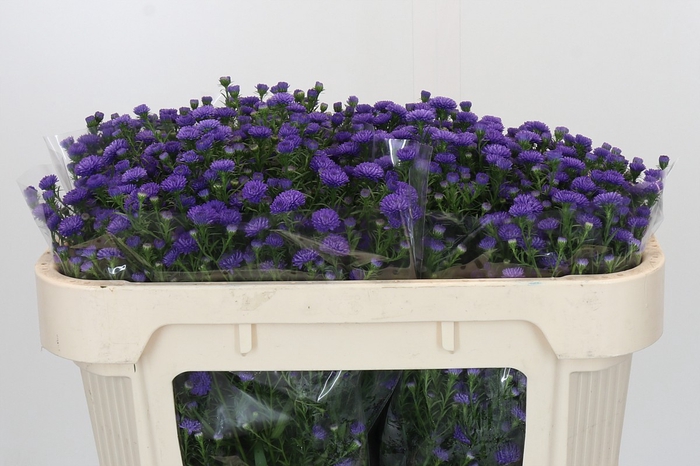 <h4>Aster Baby Parade</h4>