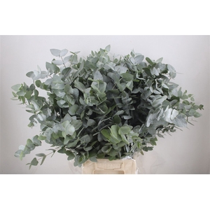 Euca Cinerea 300gr P Bunch