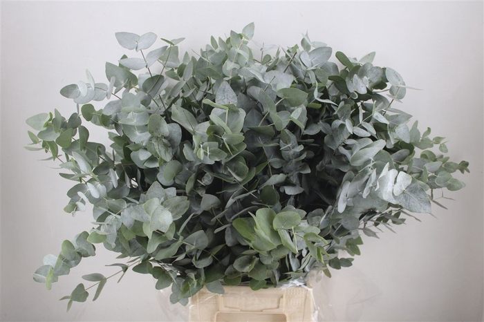 <h4>Euca Cinerea 300gr P Bunch</h4>