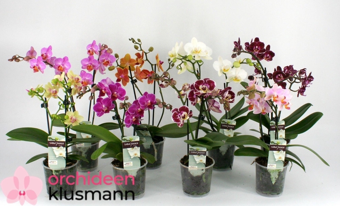 PHAL GEM