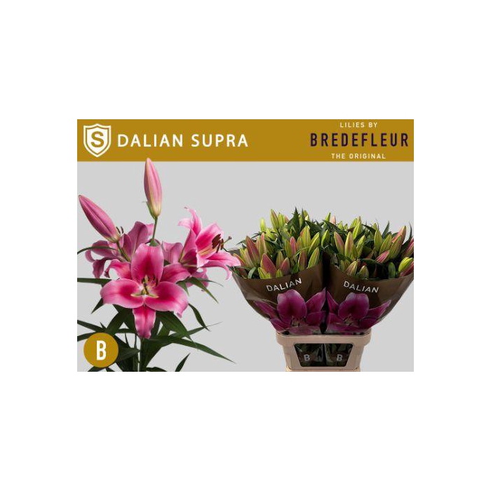 <h4>LI OT DALIAN</h4>