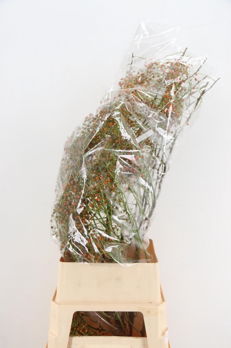 <h4>ROSA CORALLO ORANGE EXTRA 120CM</h4>