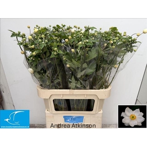 Anemone White
