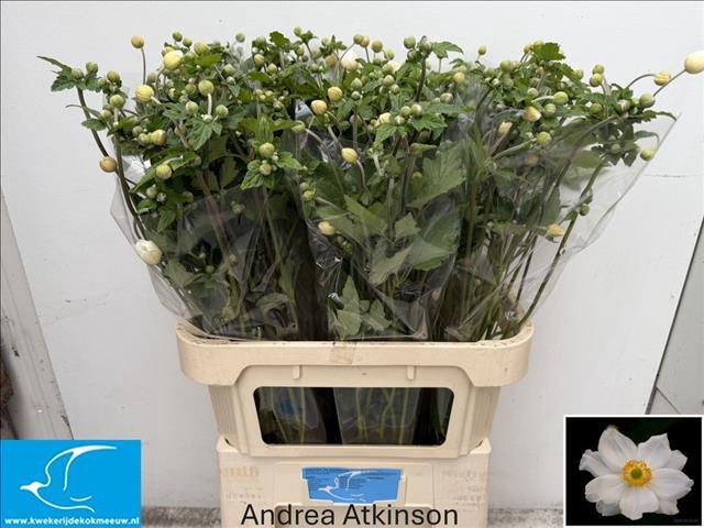<h4>Anemone White</h4>