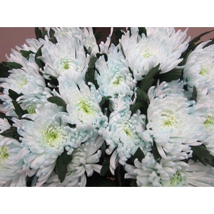 Chr G Topspin G Sweet Blauw