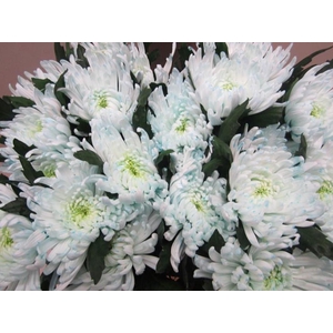 Chr G Topspin G Sweet Blauw