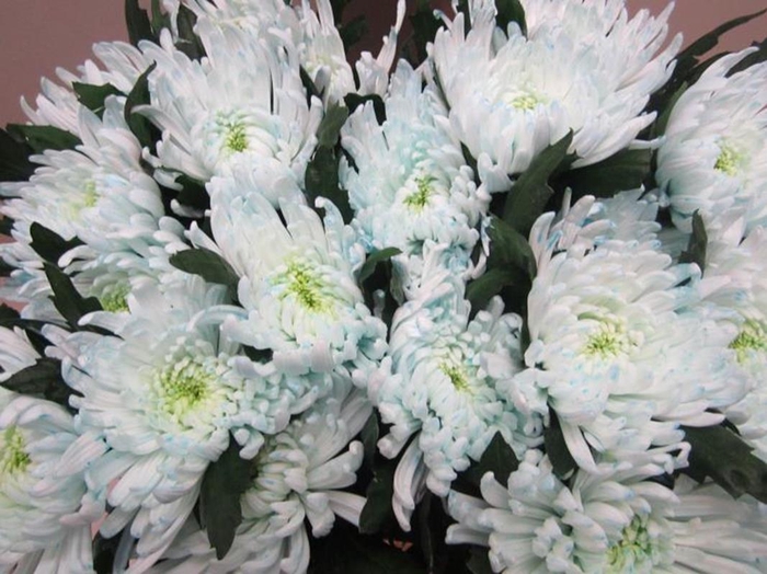 <h4>Chr G Topspin G Sweet Blauw</h4>