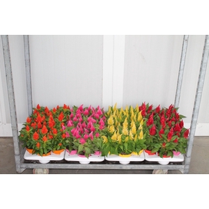 Celosia Kelos Fire
