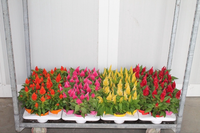 <h4>Celosia Kelos Fire</h4>