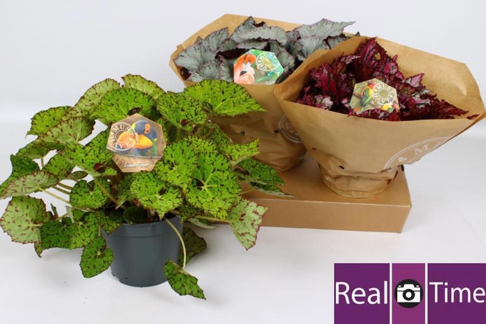 <h4>BEG BEL GEM</h4>