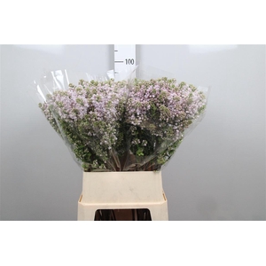 Syr V Lila Wonder 4+