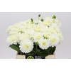 Dahlia White Cap