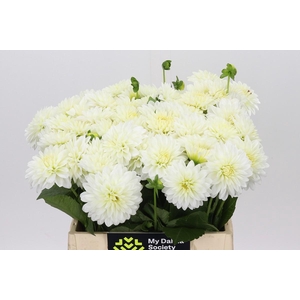 Dahlia White Cap