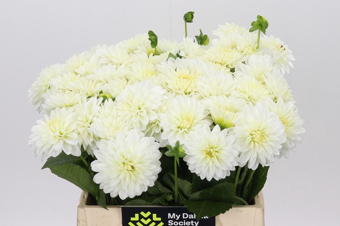 <h4>Dahlia White Cap</h4>