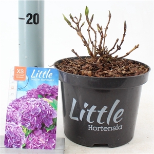 Hydrangea macr. 'Little Purple' ® (Little XS)