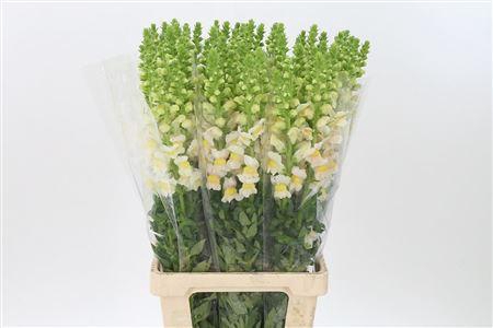 <h4>Antir Costa Apricot</h4>