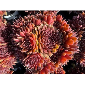 SEMPERVIVUM-HYBRID P10 ROOD