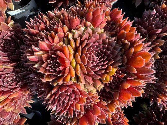 <h4>SEMPERVIVUM-HYBRID P10 ROOD</h4>