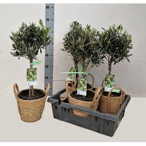 Olea Europaea With Basket