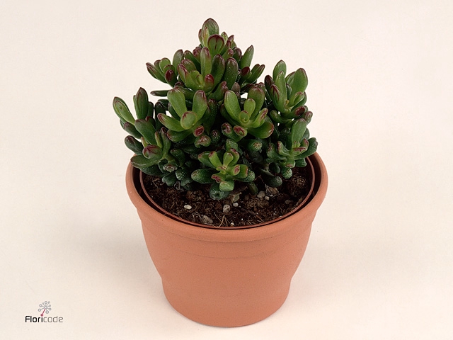 Crassula Convoluta