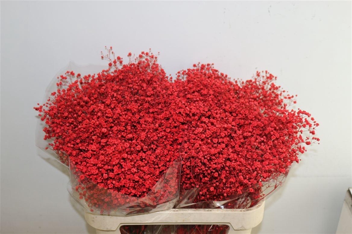 <h4>Gyps Pa Xlence Red</h4>