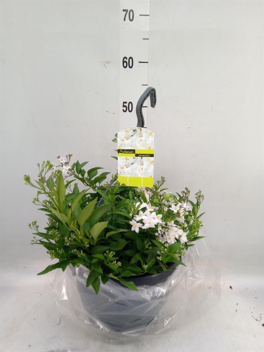 <h4>Solanum jasminoides</h4>