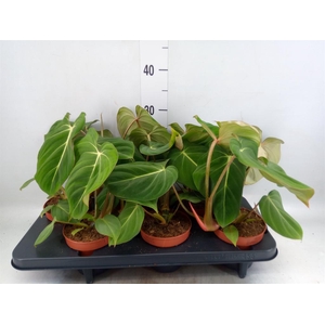 Philodendron gloriosum