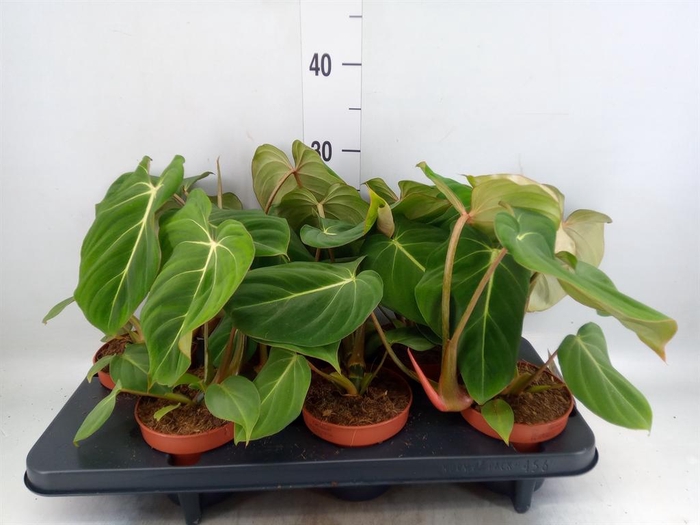 <h4>Philodendron gloriosum</h4>