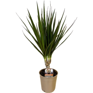 Dracaena marginata Green