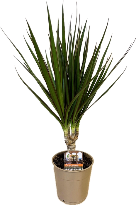 <h4>Dracaena marginata Green</h4>