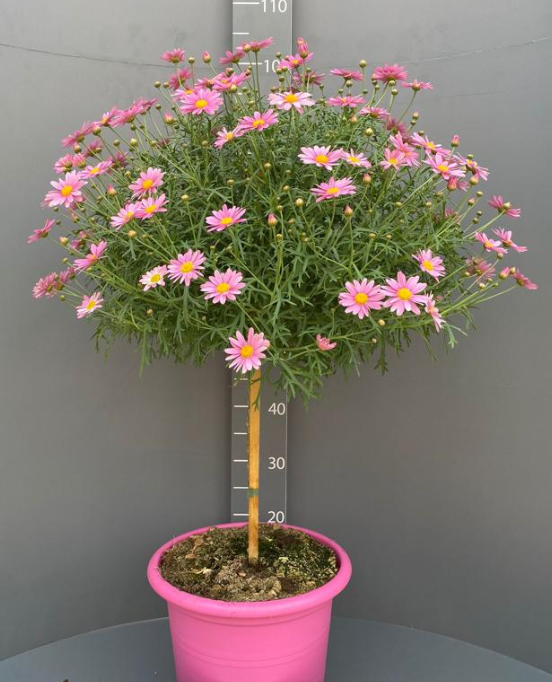 Argyranthemum frutescens overig