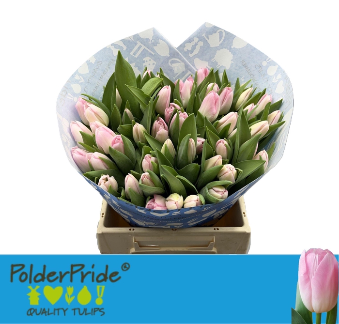 <h4>TU EN DYNASTY</h4>