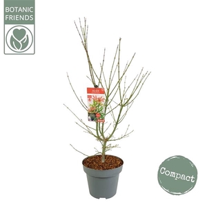 Acer palm. 'Jerre Schwartz' C14 struik