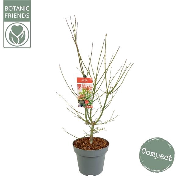 <h4>Acer palm. 'Jerre Schwartz' C14 struik</h4>