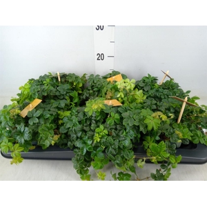 Parthenocissus inserta