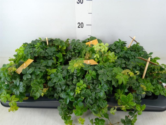 <h4>Parthenocissus inserta</h4>