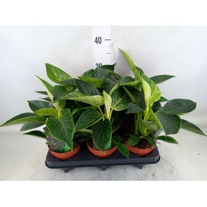 Philodendron   ...
