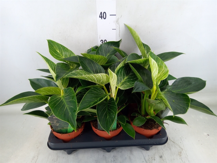 <h4>Philodendron   ...</h4>