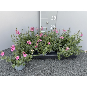 DIAS F C TR ANTI ROS