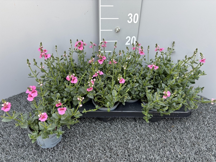 <h4>DIAS F C TR ANTI ROS</h4>