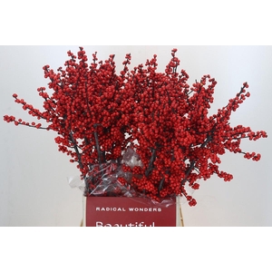 Ilex Rood