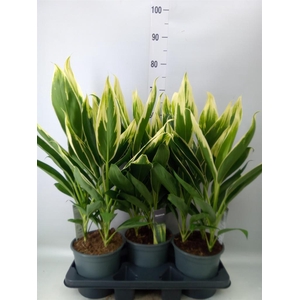 Cordyline fruti. 'Conga'