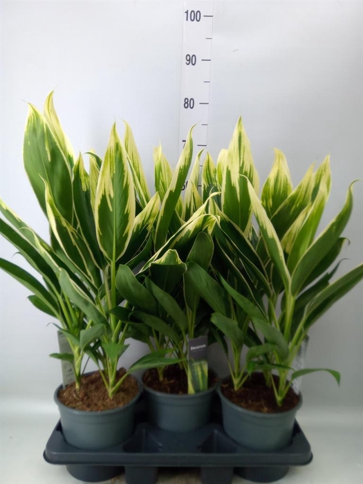 <h4>Cordyline fruti. 'Conga'</h4>