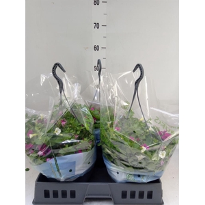 Petunia  'Triotunia'   ...mix /pot