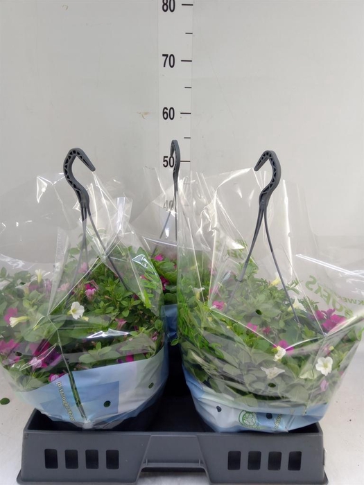 <h4>Petunia  'Triotunia'   ...mix /pot</h4>