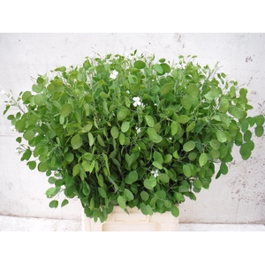 LUNARIA ANN GROENE P