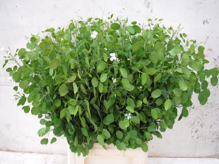 <h4>LUNARIA ANN GROENE P</h4>